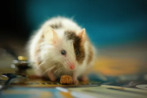 a rodent eating food