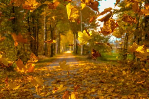 a stream with fallen leaves