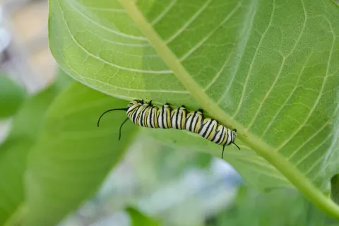 a caterpillar on a leaf