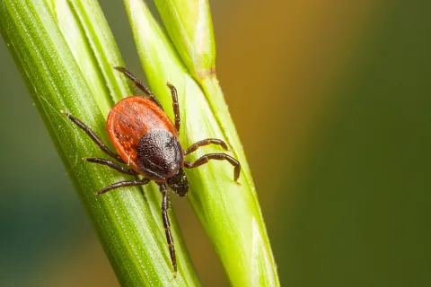 a close up of a bug