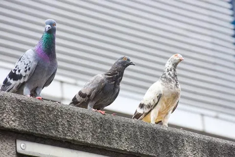 pigeons at commercial buiding