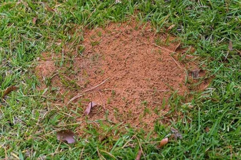 fire ant hill on a lawn