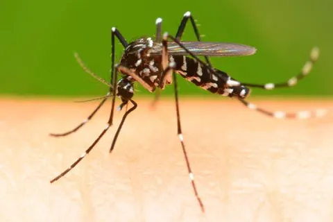 Mosquito
