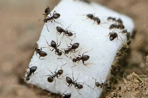 Ants