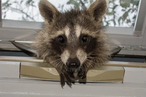 Raccoon coming inside a house