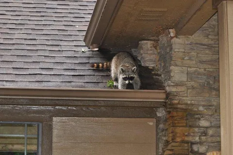 raccoon-on-roof-digging