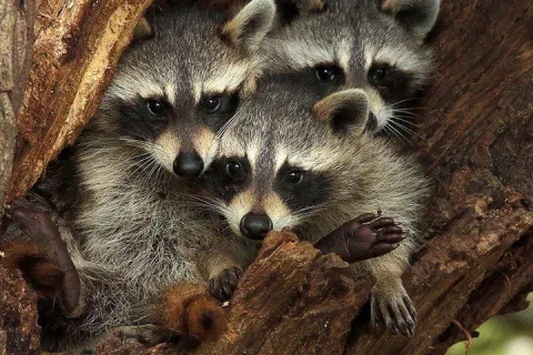 raccoons-in-a-tree