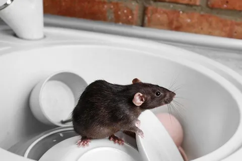 rat