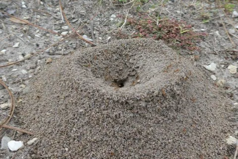 red ant hill