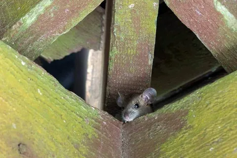 roof rat in rafters