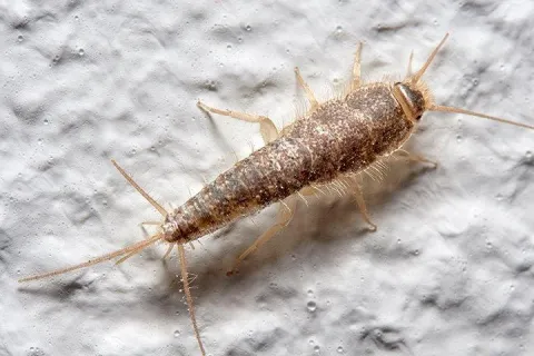 silverfish-crawling-on-bathroom-wall-2