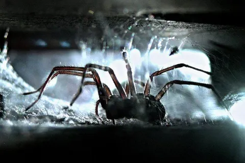 spider crawling