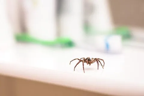 Spider