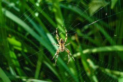 Spider on a web