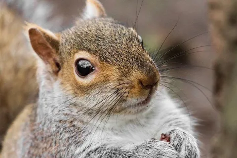 Squirrels