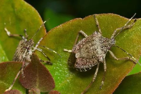stink bug
