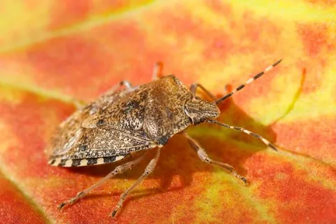 Stink Bugs
