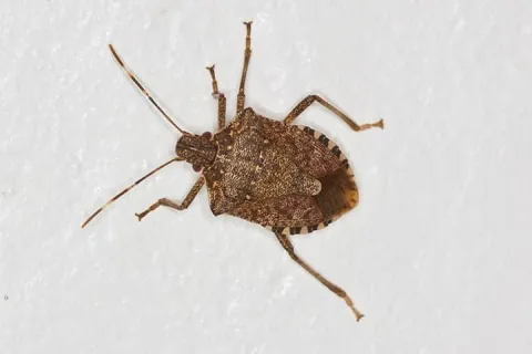 Stink Bugs
