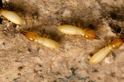 termites