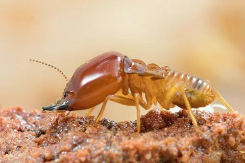 termite crawling on decayed wood