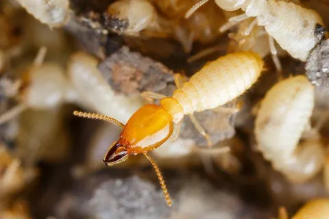 Termite