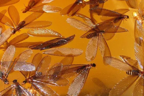 termite swarmers wings spread out