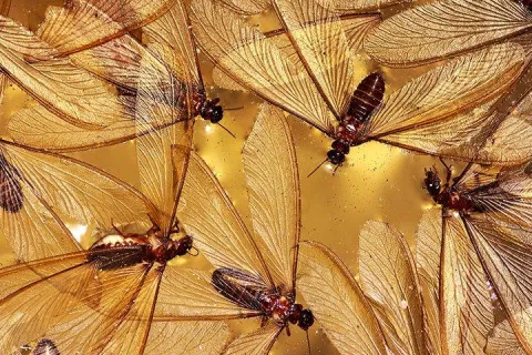 termite swarmers flying
