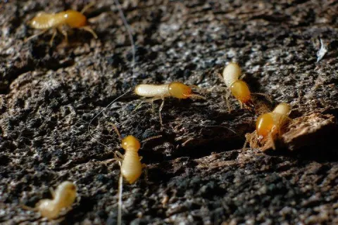 termites crawling on rotten wood