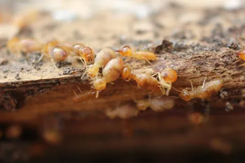 termites-destroying-wood-in-a-house (1)