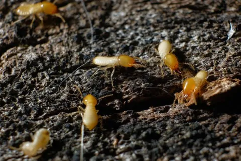 a cluster of termites within the dark walls of a home