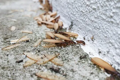 Termites