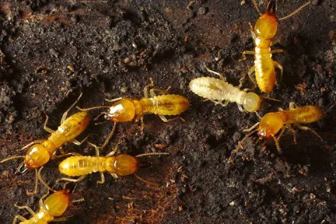 Termites