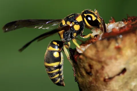 Wasp