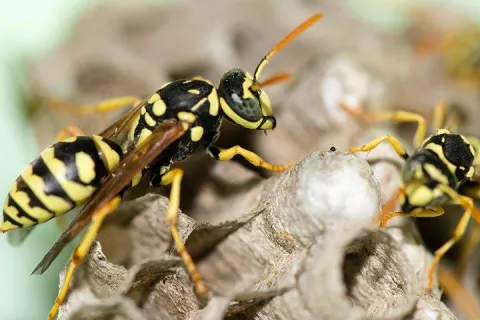 Wasp