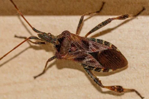 seed bug