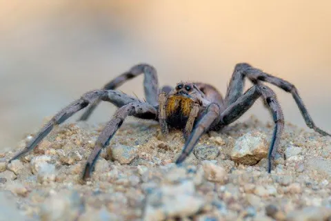 Wolf Spiders