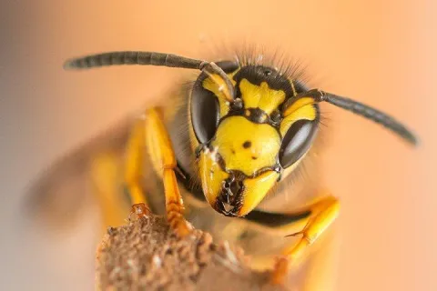 Yellow Jacket