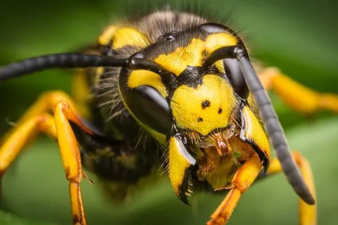 Wasp