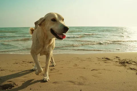 a dog on a beach