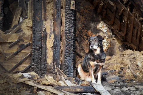 a dog sitting in a hole in a wall