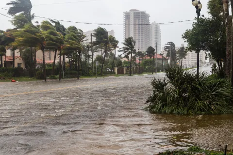 a flooded street with palm trees