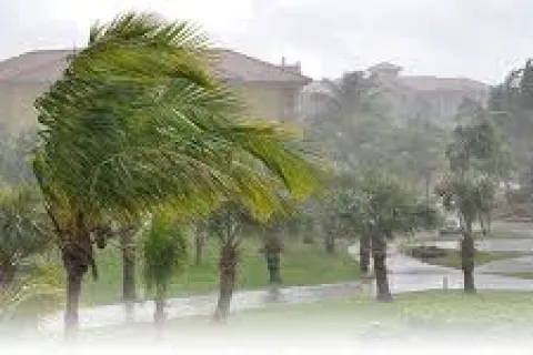 a group of trees in a flooded area