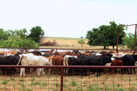 Herd of mixed-color cattle enclosed in a fenced pasture with trees and farmland in the background.