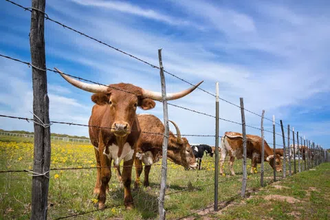 Longhorn cattle grazing behind a barbed wire fence in a sunny green pasture with blue sky.