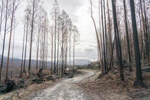 Winding path through a forest of tall, burned trees under a cloudy sky with mountains in the background