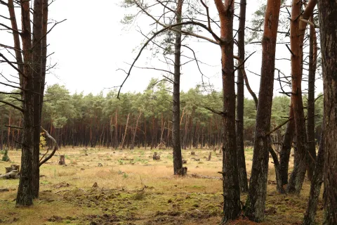 Forest clearing with tree stumps, grassy ground, and dense pine trees in the background on an overcast day