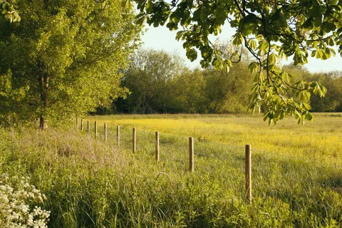 Sunny rural field with green grass, wooden fence posts, leafy trees, and wildflowers under a clear sky