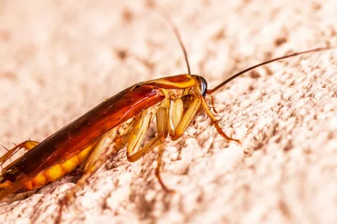 cockroach exterminator
