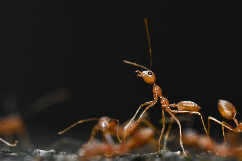 Fire Ants in Your Southern Yard: Why They Keep Coming Back
