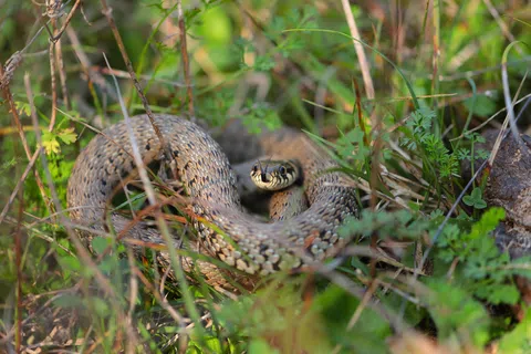 Close-up of a coiled snake with patterned scales hiding among green grass and plants in natural habitat